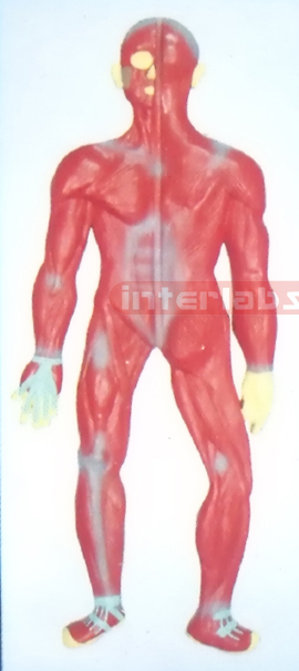 SMALL HANGING HUMAN MUSCLES SYSTEM MODEL